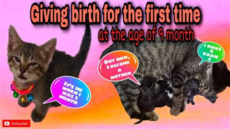 The Process Of Giving Birth For The First Time My Cat S Onie Youtube