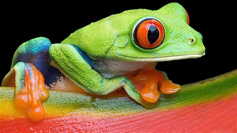 Red Eyed Tree Frog Habitat