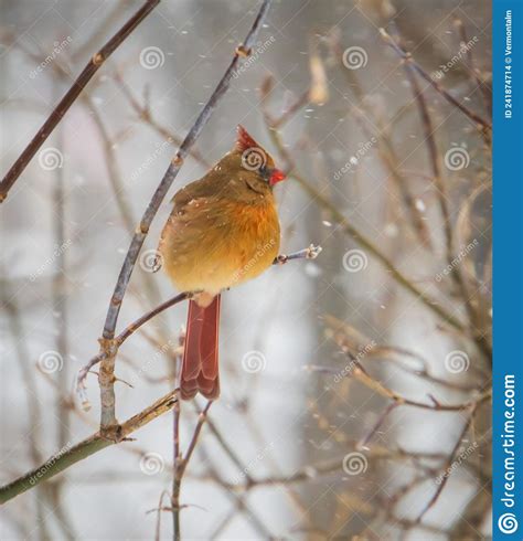 Female Northern Cardinal In Winter Stock Photo Image Of Snow Avian