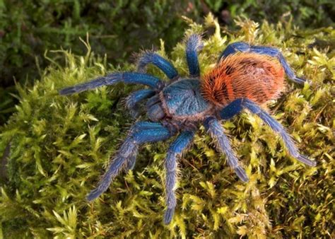 Buy blue baby bottles and get the best deals at the lowest prices on ebay! Greenbottle Blue Tarantula for Sale | Reptiles for Sale