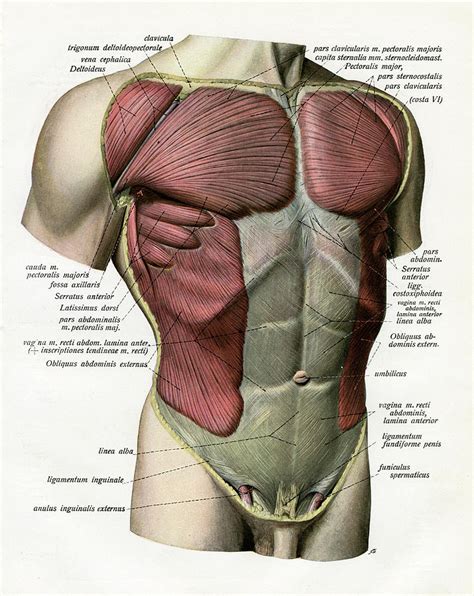 Muscles Of Torso How To Draw The Torso Easier An Illustrated Guide Gvaat S Workshop
