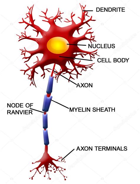 Dibujo De La Neurona Y Sus Partes Y Funciones Actualizado Mayo 2024