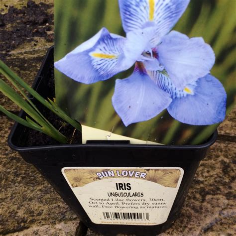 Iris Unguicularis Algerian Iris In Gardentags Plant Encyclopedia