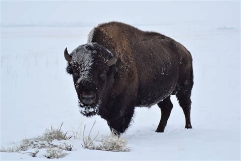 100 Fun Facts About Bisons Animal Facts Blog