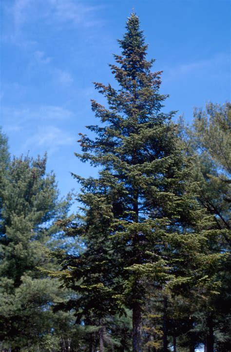 White Spruce Trees Of Manitoba · Inaturalist