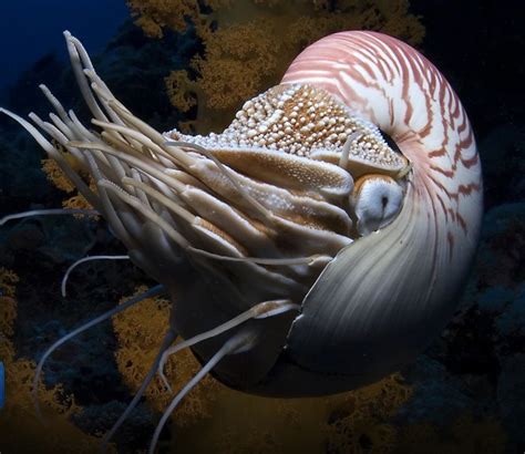 Underwater Curiosities Nautilus Deep Sea Creatures Ocean Animals