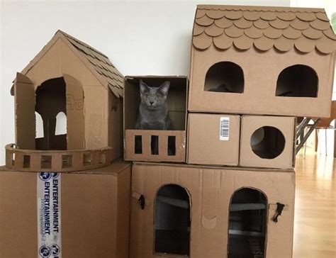 Cardboard Box Living Is Proud To Introduce Cats Living Up To Their Full
