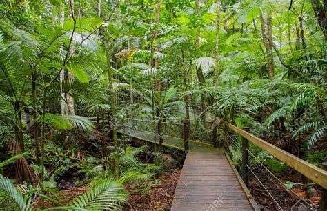 walk through a tropical rain forest picture of board walk in cairns queensland australia