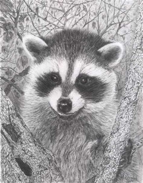 How To Draw A Realistic Raccoon Face Draw Easy