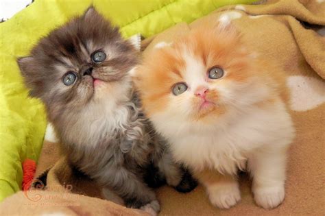 31 most beautiful persian cat pictures and photos. 2 Persian Kittens | Catnip Camera