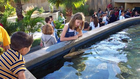 Check Out Free Shark Lagoon Nights On Fridays At The Aquarium Of The