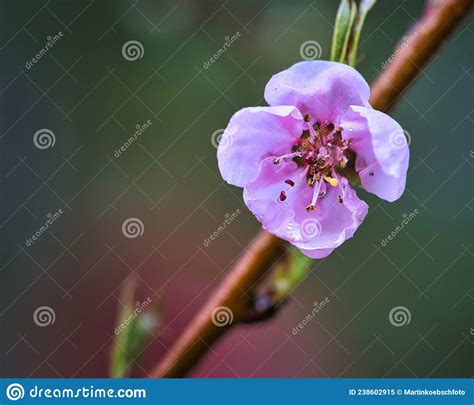 Peach Blossoms Sibd Fantastically Beautiful Stock Image Image Of Beauty Dreamy 238602915