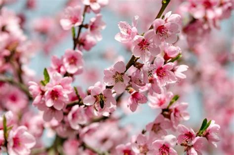 Peach Blossoms Tale Discover Its Rich Meanings And Legends Petal