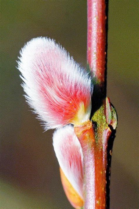 Buy French Pink Pussy Willow Free Shipping Wilson Bros Gardens