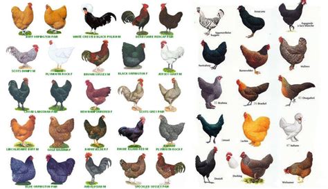 Types Of Chicken Breeds Appearance Temperament And Egg Production