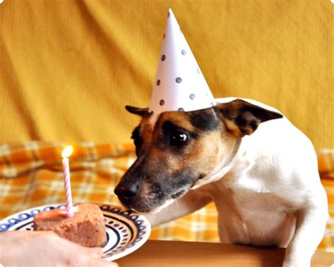 Memi The Rainbow Happy Birthday Fifi Dog Party Hat