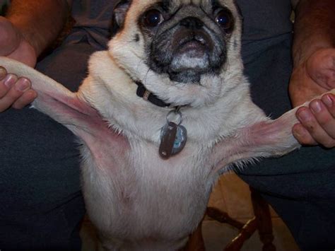 I Have A Wonderful Pug Dog He Has Had Infections In His Ears Eyes