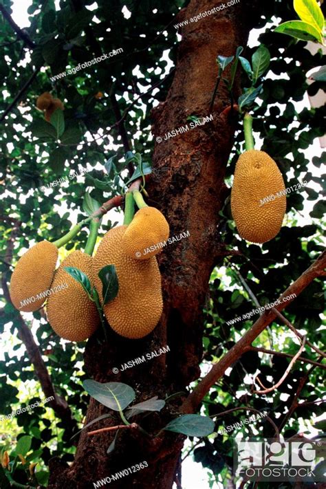 The Jackfruit Is The National Fruits Of Bangladesh Chittagong