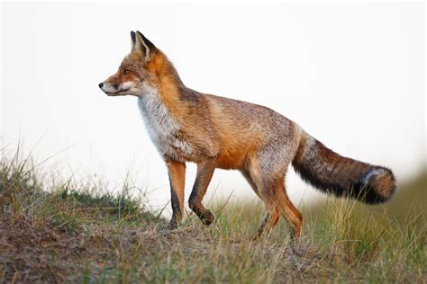 Fox Symbolism Fox Spirit Animal
