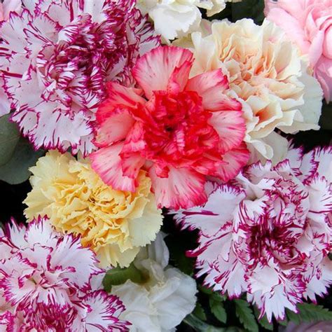 Buy edible flowers ottawa ontario delivered garnish edible flowers for cakes edible pansies edible violets edible petals shop edible flowers for sale. Bulk Flowers - BloomsByTheBox.com | Flowers, Floral ...