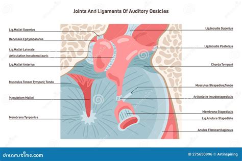 Tympanic Membrane Vintage Illustration Cartoon Vector Cartoondealer