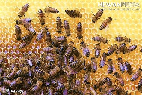 10 Fakta Menarik Tentang Lebah Madu Hewanpedia