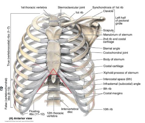 The thoracic cage consists of the 12 thoracic vertebrae, the associated intervertebral discs, 12 pairs of ribs with their costal cartilages, and the sternum. BSSC GA1 Study Guide (2011-12 Carlos) - Instructor Carlos ...