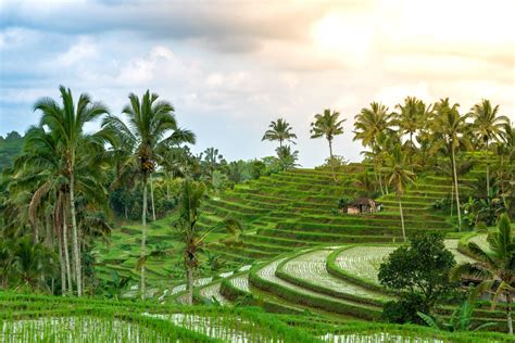 The Best Bali Rice Fields To Visit Secret Iconic And New Picks Balis