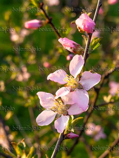 Prunus Triloba Plant Flowering Cherry Better Homes Gardens It Is