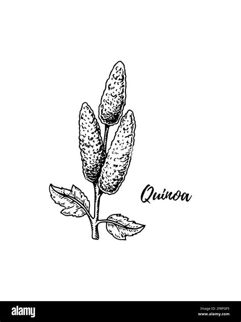 quinua dibujo para colorear logotipo de quinua fotos e imagenes de images and photos finder