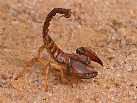Scorpions Facts About Scorpion Bites Scorpion Control