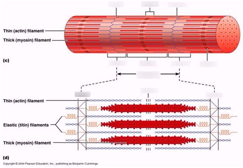 Microscopic Structure Of Skeletal Muscle Fibers Diagram Quizlet