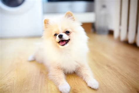 Manage your video collection and share your thoughts. スピッツ犬種のストックフォト - iStock