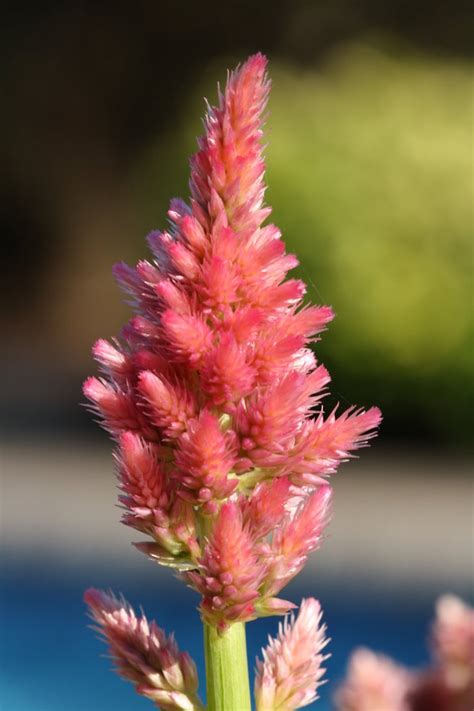 The tips of the leaves have a reddish tinge that intensifies with heat and cold exposure. Fuzzy Pink Flower by williamdaros on DeviantArt