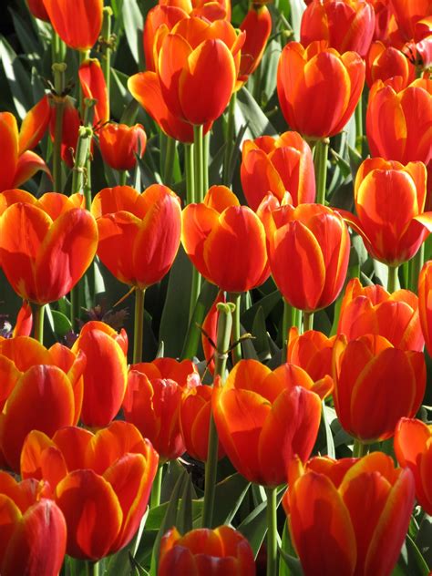 Tulips Blooming Free Stock Photo Public Domain Pictures