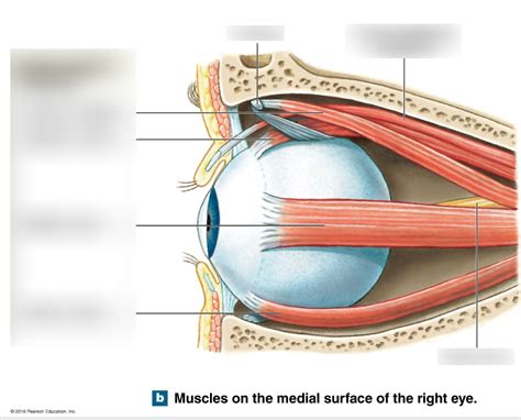 Extrinsic Eye Muscles Diagram Quizlet