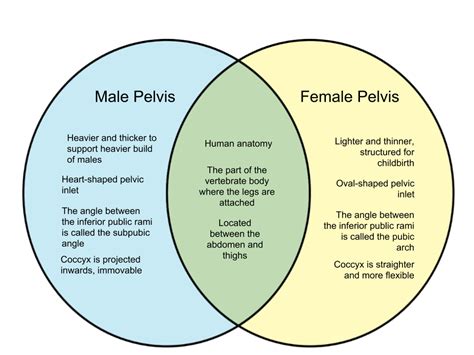 what is one similarity between the male and female reproductive systems