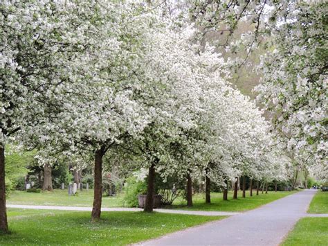 Spring Snow Flowering Crabapple Tree For Sale Buying And Growing Guide