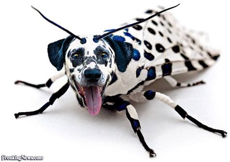 Insect Animals Dogs Doing Funny Things Pictures Of Insects Funny