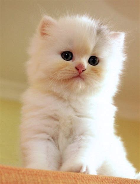 Kitten Comment Thumbnail Kittens Cutest Cute Baby Animals Cute Cats