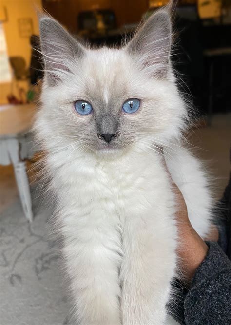 Our Ragdoll Kitten Is Getting So Big 🥺🥰 Rragdolls