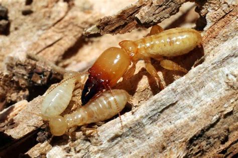 Discovers 9 Queen Termites A1 Pest Control Canberra