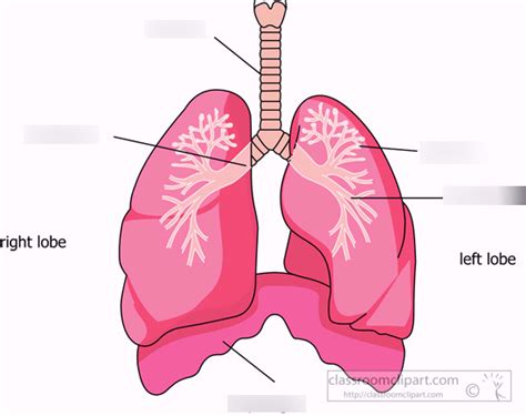 Lungs Diagram Quizlet