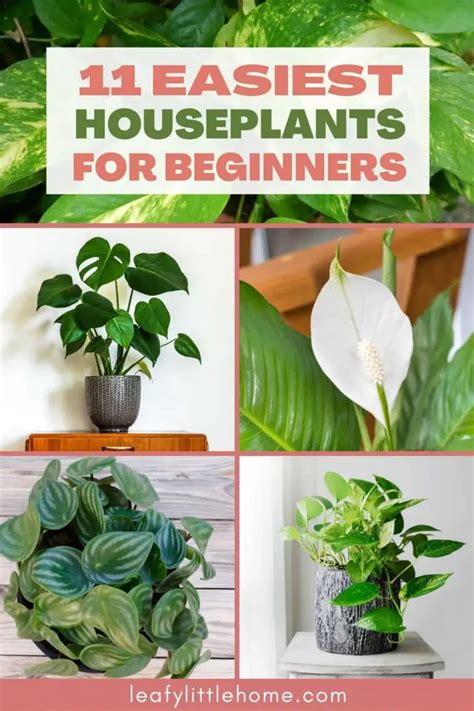 11 Easy Houseplants For Beginners The Leafy Little Home
