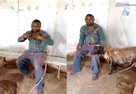Drama Limuru Man Caught Having Sex With A Sheep