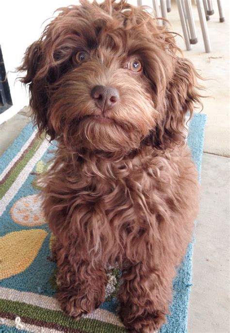 Your puppy's cocker and standard poodle parents should. Cockapoo Puppies Va | Top Dog Information