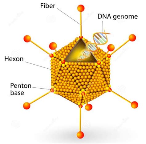 Adenovírus - Viruses / Adenoviruses can cause a wide variety of