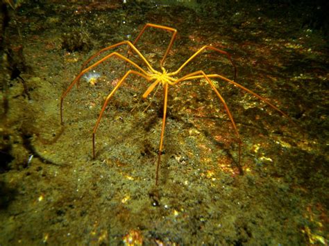 Researchers Have More Questions Than Answers About Giant Sea Spiders