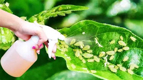 ¿cómo Deshacerse De Los Pulgones De Las Plantas 5 Pesticidas Naturales