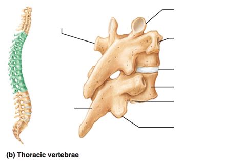 Lab 1 Posterolateral View Of Articulated Thoracic Vertebrae Diagram